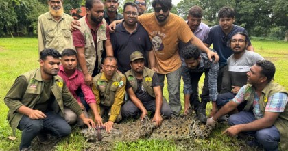 আ স ম রবের রিসোর্ট থেকে কুমির জব্দ