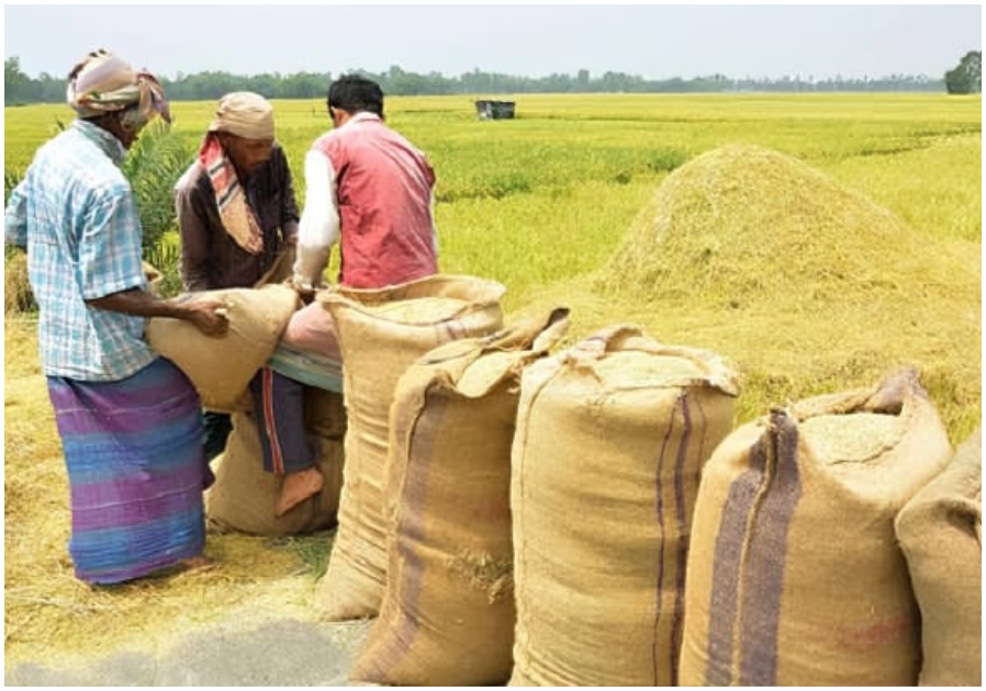 সিরাজগঞ্জের শাহজাদপুরে এবাবও ব্যর্থ সরকারি ধান সংগ্রহের অভিযান 