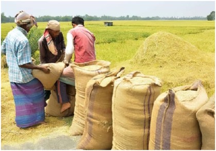 সিরাজগঞ্জের শাহজাদপুরে এবাবও ব্যর্থ সরকারি ধান সংগ্রহের অভিযান 