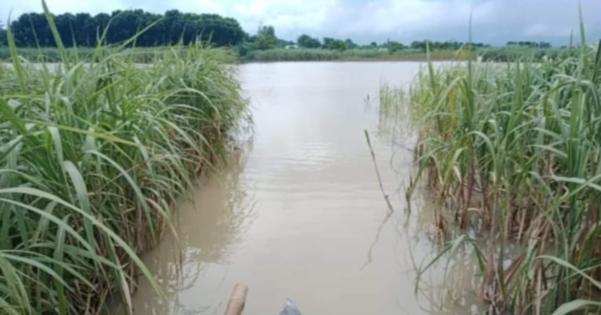 হঠাৎ পদ্মার পানি বৃদ্ধি, তলিয়ে গেছে ৪৭৫ হেক্টর ফসলি জমি