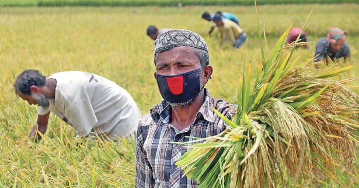 সাতকানিয়ায় চলছে আউশ ধান কর্তনের মহোৎসব