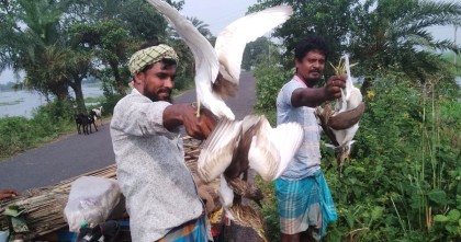 সাংবাদিকের ভালবাসায় মুক্ত আকাশে ডানা মেললো ৪০টি বক