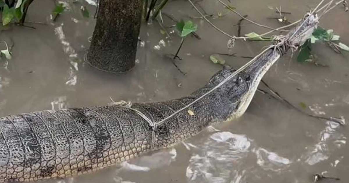 তেঁতুলিয়া নদীতে ধরা পড়লো বিরল প্রজাতির ঘড়িয়াল