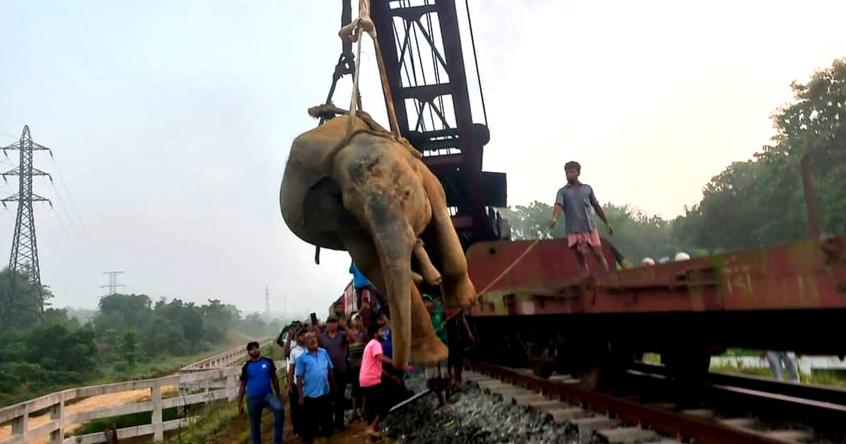 আহত সেই হাতিকে উন্নত চিকিৎসা দিতে নেয়া হয়েছে কক্সবাজারে