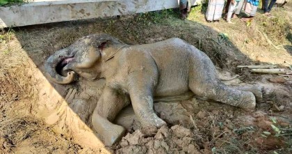 সকল প্রচেষ্ঠা বিফলে: মারা গেল সেই বন্য হাতিটি