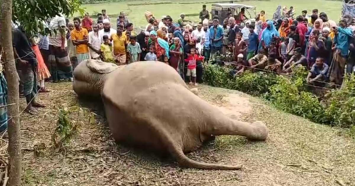 শেরপুর সীমান্তে ধানক্ষেতে তান্ডব চালাতে এসে বন্যহাতির মৃত্যু