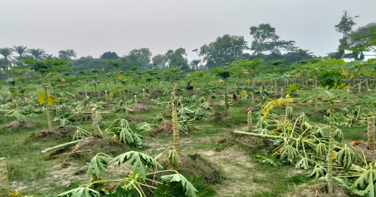 পেঁপে গাছের সাথে এ কেমন শত্রুতা