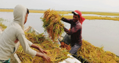 হাওরে ফসল রক্ষার প্রাণপণ চেষ্টায় কৃষকরা হাওরে ফসল রক্ষার প্রাণপণ চেষ্টায় কৃষকরা