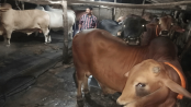 কোরবানির হাট ঘিরে ব্যস্ত বাঁশখালীর খামারিরা, প্রস্তুত ৬০ হাজার পশু কোরবানির হাট ঘিরে ব্যস্ত বাঁশখালীর খামারিরা, প্রস্তুত ৬০ হাজার পশু