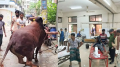 ঈদে কোরবানির পশুর আঘাতে পঙ্গু হাসপাতালে ৩৩ জন
ঈদে কোরবানির পশুর আঘাতে পঙ্গু হাসপাতালে ৩৩ জন